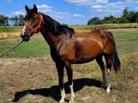 Cavalo, Westphalian — foto 5