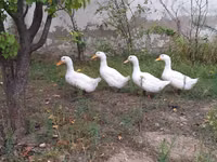 Ducks — foto 3