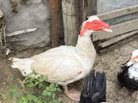 Ducks — foto 2