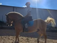 Айғыр, Haflinger — 6-сурет