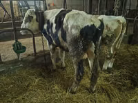 Boğa, Russian Black pied cattle — foto 1