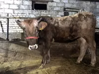 Bull, Cattle — photo 3