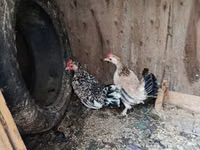 Bantam japonesa — foto 3