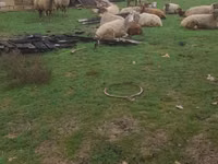 Ovelhas (lote, sexo não especificado), Ovelhas — foto 2