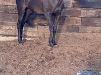 பெண் குதிரை, Anglo-Arabian — புகைப்படம் 1