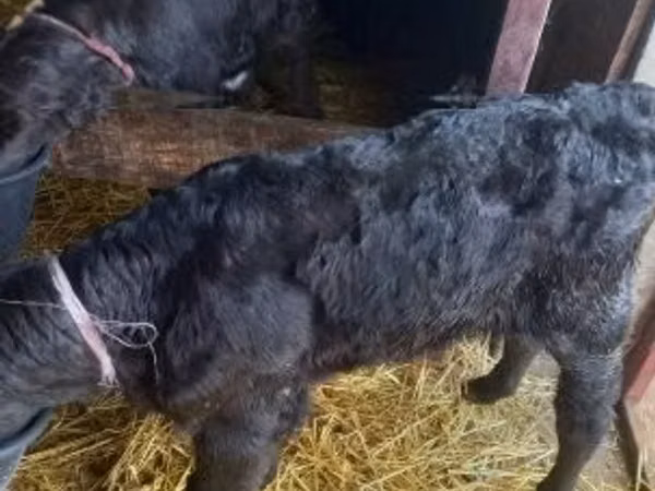 Taureau, Vache limousine