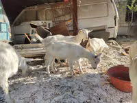 Keçiler (parti, cinsiyet belirtilmedi), Keçiler — foto 2