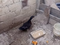 Ducks — Foto 5