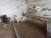 Chickens — zdjęcie 5