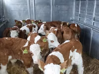 Buqa, Simmental cattle — 5-rasm