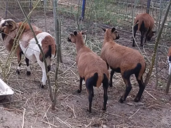 公羊, Cameroon sheep