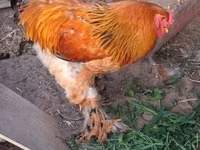 Brahma — foto 2