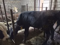 Buqa, Aberdin – Angus — 8-rasm