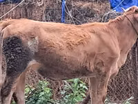 Boğa, Simmental cattle — foto 4