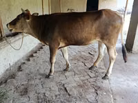 母牛, Jersey breed — 照片 4