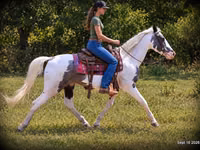 Kůň, National Show Horse — foto 3
