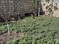 Chickens — Foto 5