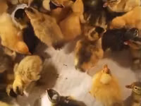 Ducks — புகைப்படம் 1