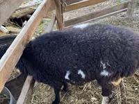 Ram, Sheep — photo 1