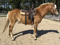 Klisna, Haflinger — foto 5