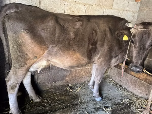 Cow, Swiss cattle