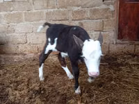 Krava, Simmental cattle — foto 3