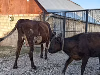 Kuh, Simmental cattle — Foto 7