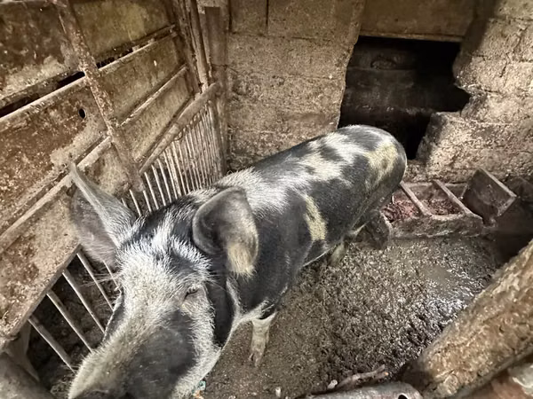 नर सूअर, सूअर