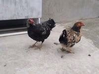 Chickens — Foto 2