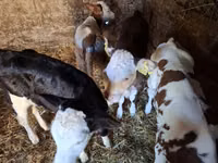 Krava, Simmental cattle — foto 3