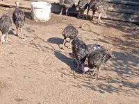 Turkeys — zdjęcie 3