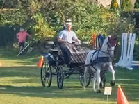 فرس, Lipizzaner — الصورة 3