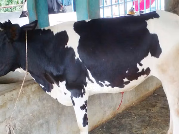 İnek, Holstein ırkı