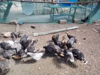 Chickens — foto 3