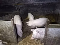 Sow, Pigs — photo 1