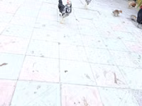 أنكونا — الصورة 3