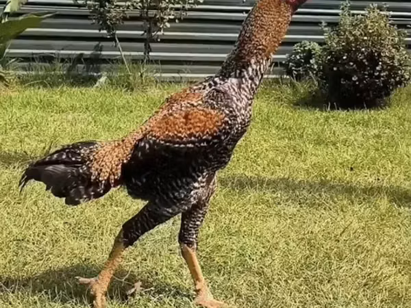 Chickens