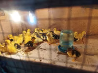 Ducks — zdjęcie 4