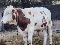Бұқа, Simmental cattle — 2-сурет