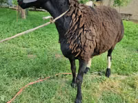 Baran, Blackheaded Persian sheep — zdjęcie 6