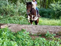 Caballo, Pinto horses — foto 6