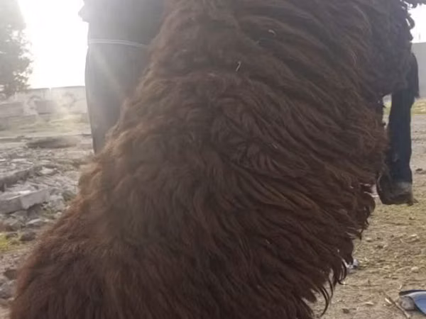 Bélier, Moutons