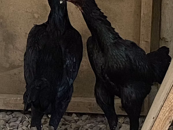 Ayam Cemani