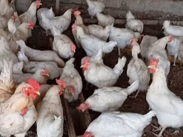 Chickens