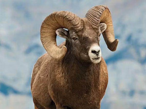 ஆண் ஆடு, Gorkov sheep