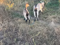 თხა, თხები — ფოტო 1