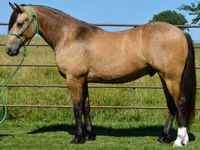 Koń, Gypsy horse — zdjęcie 4