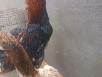 Chickens — photo 3