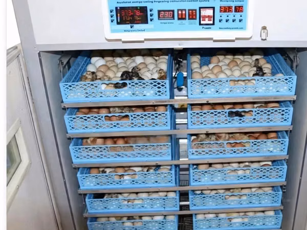 528 Egg Incubator