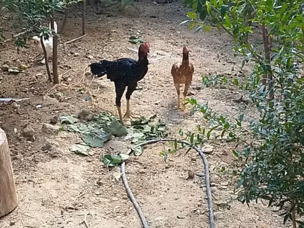 Chickens — Azerbaijão